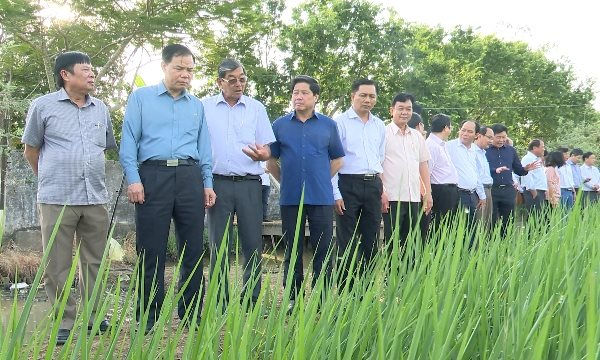 Sóc Trăng: Phải đưa ST trở thành thương hiệu gạo thơm của Việt Nam
